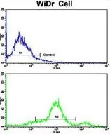 FACS analysis of WiDr cells using GTX81194 CCHCR1 antibody, Internal. Top histogram : negative control Bottom histogram : WiDr cells