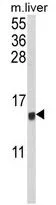 WB analysis of mouse liver tissue lysate (35ug/lane) using GTX81195 MIP1 alpha antibody, C-term. WB analysis of mouse liver tissue lysate (35ug/lane) using GTX81195 MIP1 alpha antibody, C-term.