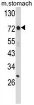 WB analysis of mouse stomach tissue lysate (35ug/lane) using GTX81199 ZFP36 antibody, Internal.