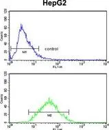 FACS analysis of HepG2 cells using GTX81199 ZFP36 antibody, Internal. Top histogram : negative control Bottom histogram : HepG2 cells