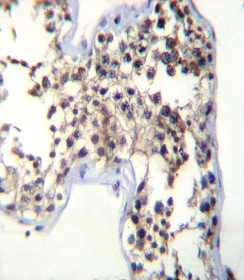 IHC-P analysis of human testis tissue using GTX81236 Luteinizing Hormone beta antibody, C-term.