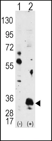 WB analysis of 293 cell lysate (2 ug/lane) either nontransfected (Lane 1) or transiently transfected with the PIM1 (Lane 2) using GTX81239 PIM1 antibody.