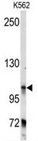 WB analysis of K562 cell lysate (35ug/lane) using GTX81309 BICD2 antibody, C-term.
