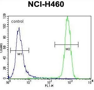 FACS analysis of NCI-H460 cells using GTX81335 c-Kit antibody,N-term. Top histogram : negative control Bottom histogram : NCI-H460 cells