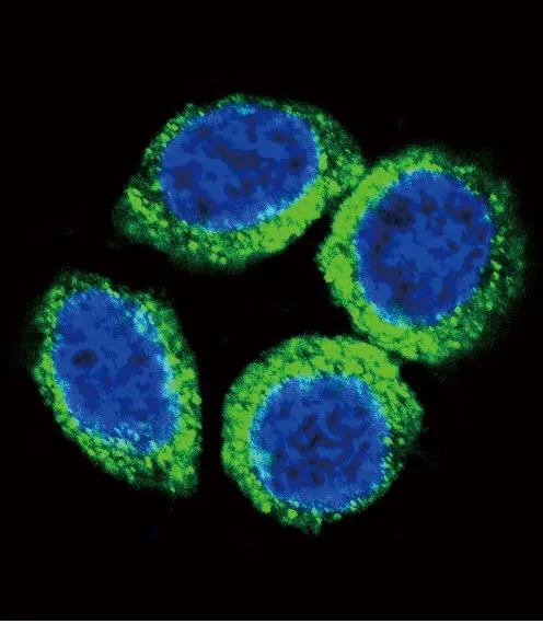 ICC/IF analysis of HeLa cells using GTX81342 FGFR2 antibody, N-term. Green : FGFR2 Blue : DAPI