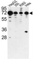 WB analysis of HepG2, 293, K562 and HeLa cell lysate (35ug/lane) using GTX81354 PHACTR2 antibody, N-term.