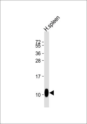WB analysis of human spleen lysate using GTX81396 NAP2 antibody, C-term. Loading : 20 microg per lane Dilution : 1:1000