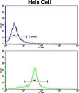 FACS analysis of HeLa cells using GTX81443 GOLPH3 antibody, N-term. Top histogram : negative control Bottom histogram : HeLa cells