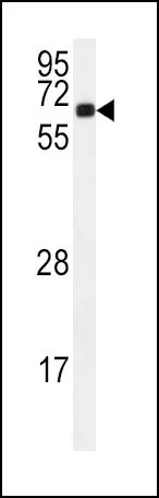 WB analysis of 293 cell lysate (35ug/lane) using GTX81466 CaMKII alpha antibody, C-term.