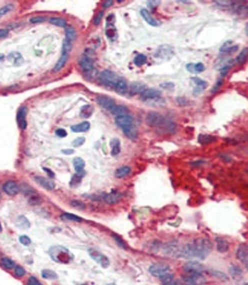 IHC-P analysis of human placenta tissue using GTX81467 Apolipoprotein A1 antibody, N-term.