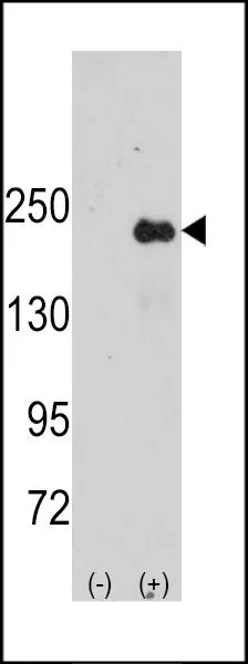 WB analysis of 293 cell lysate (2 ug/lane) either nontransfected (Lane 1) or transiently transfected with the JLP (Lane 2) using GTX81547 JLP antibody, Internal.