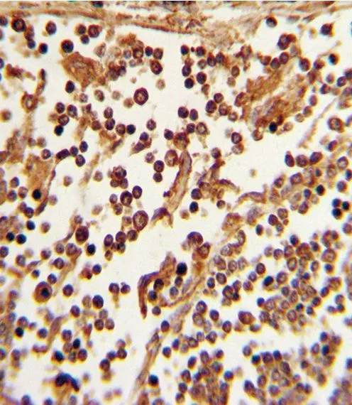 IHC-P analysis of human lymph tissue using GTX81602 CD62L antibody, C-term. IHC-P analysis of human lymph tissue using GTX81602 CD62L antibody, C-term.