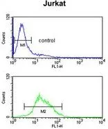 FACS analysis of Jurkat cells using GTX81742 ZBTB2 antibody, C-term. Top histogram : negative control Bottom histogram : Jurkat cells