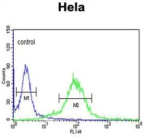FACS analysis of HeLa cells using GTX81755 MAML3 antibody, C-term. Green : primary antibody Blue : negative control