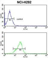 FACS analysis of NCI-H292 cells using GTX81806 SFRS5 antibody, Internal. Top histogram : negative control Bottom histogram : NCI-H292 cells