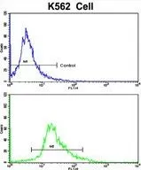 FACS analysis of K562 cells using GTX81810 Nocturnin antibody, C-term. Top histogram : negative control Bottom histogram : K562 cells