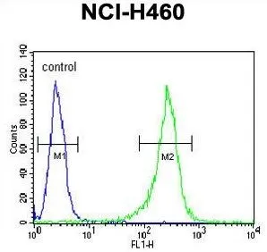 FACS analysis of NCI-H460 cells using GTX81833 GNS antibody, Internal. Green : primary antibody Blue : negative control