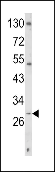 WB analysis of K562 cell lysate (35ug/lane) using GTX81853 CD40L / CD154 antibody, C-term.