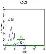 FACS analysis of K562 cells using GTX81853 CD40L / CD154 antibody, C-term. Green : primary antibody Blue : negative control
