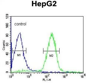 FACS analysis of HepG2 cells using GTX81862 alpha 1 Acid Glycoprotein antibody, C-term. Green : primary antibody Blue : negative control