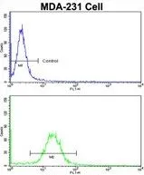 FACS analysis of MDA-231 cells using GTX81870 Emerin antibody, C-term. Top histogram : negative control Bottom histogram : MDA-231 cells
