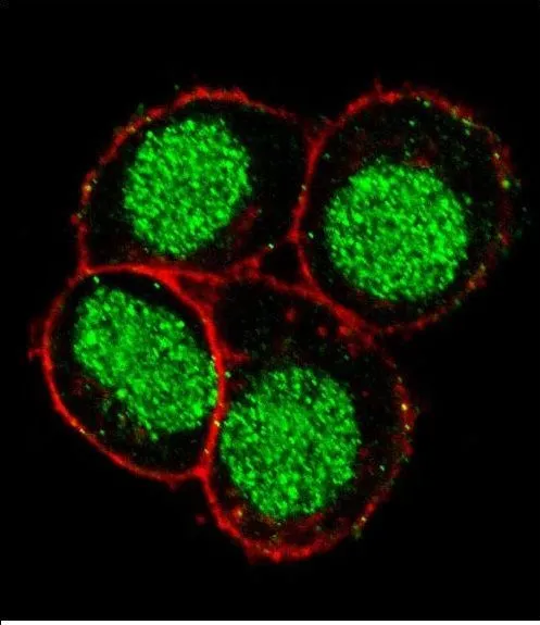 ICC/IF analysis of HeLa cells using GTX81878 FLI1 antibody, Internal. Green : FLI1 Red : Actin filament