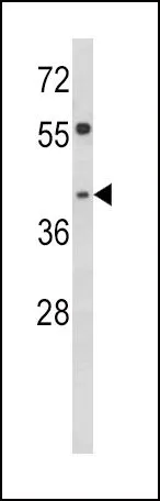 WB analysis of HepG2 cell lysate (35ug/lane) using GTX81931 TOB2 antibody, N-term.