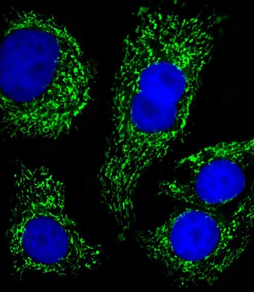 ICC/IF analysis of SK-Br-3 cells using GTX81939 ATP5B antibody, Internal. Green : ATP5B Blue : DAPI Dilution : 1:25
