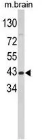 WB analysis of mouse brain tissue lysate (35ug/lane) using GTX81944 GOT1 antibody, N-term.