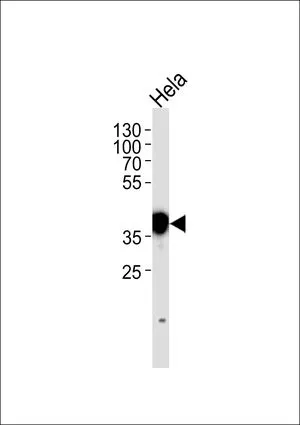 WB analysis of HeLa cell lysate (35ug/lane) using GTX81996 Nucleophosmin antibody, N-term.