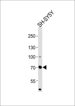 WB analysis of SH-SY5Y cell lysate using GTX82519 ZNF219 antibody, N-term. Loading : 35ug Dilution : 1:1000
