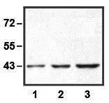 1:10,000 (0.1microg/mL) Ab dilution used in WB of HEK293 cell lysate; 1microg (1), 5microg (2), and 10microg (3) of cell lysate used 1:10,000 (0.1microg/mL) Ab dilution used in WB of HEK293 cell lysate; 1microg (1), 5microg (2), and 10microg (3) of cell lysate used