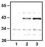 IP of anti-ERK1 (1microL) using HeLa cell lysate; 10microg (1), 25microg (2), and 50microg (3) of cell lysate used IP of anti-ERK1 (1microL) using HeLa cell lysate; 10microg (1), 25microg (2), and 50microg (3) of cell lysate used