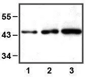 1:1000 (1microg/mL) Ab dilution used in WB of HEK293 cell lysate; 5microg (1), 10microg (2), and 30microg (3) of cell lysate used
