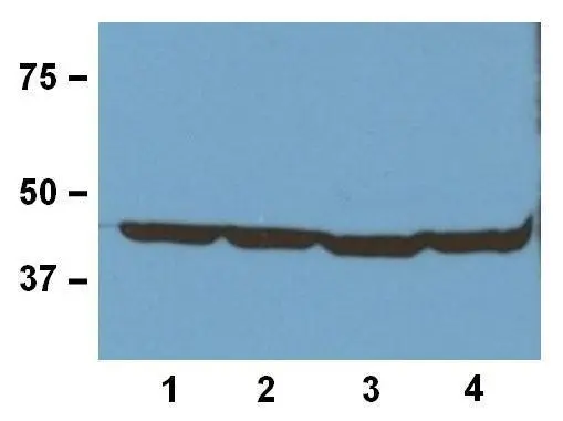1:1000 (1ug/mL) Ab dilution used in WB of 20ug/lane tissue lysates from human (1),mouse (2),rat (3),and rabbit (4)