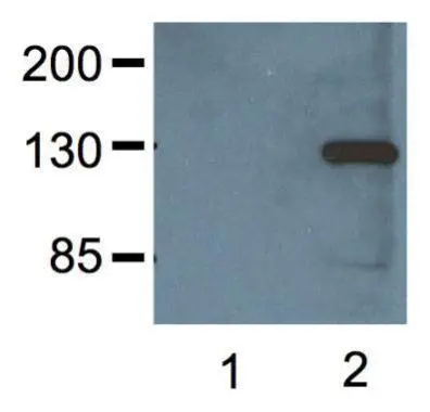 1:000 (1microg/mL) Ab dilution probed against HEK293 cells transfected with V5-tagged protein vector; untransfected (1) and transfected (2) 1:000 (1microg/mL) Ab dilution probed against HEK293 cells transfected with V5-tagged protein vector; untransfected (1) and transfected (2)