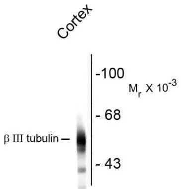 Western blot of rat cortex lysate showing specific immunolabeling of the ~55k beta III tubulin protein.