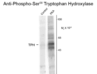 Western blot of recombinant tryptophan hydroxylase incubated in the absence (Control) and presence of cAMP-dependent protein kinase (PKA) showing specific immunolabeling of the ~53k tryptophan hydroxylase protein phosphorylated at Ser58 using TPH1 (phospho Ser58) antibody (GTX82574). Western blot of recombinant tryptophan hydroxylase incubated in the absence (Control) and presence of cAMP-dependent protein kinase (PKA) showing specific immunolabeling of the ~53k tryptophan hydroxylase protein phosphorylated at Ser58 using TPH1 (phospho Ser58) antibody (GTX82574).
