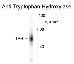Western blot of human dorsal Raphe nucleus showing specific immunolabeling of the ~55k tryptophan hydroxylase protein using TPH1 antibody (GTX82575). Western blot of human dorsal Raphe nucleus showing specific immunolabeling of the ~55k tryptophan hydroxylase protein using TPH1 antibody (GTX82575).