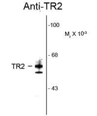 Western blot of rat testes lysate showing specific immunolabeling of the ~ 64k TR2 protein using TR2 antibody (GTX82577). Western blot of rat testes lysate showing specific immunolabeling of the ~ 64k TR2 protein using TR2 antibody (GTX82577).