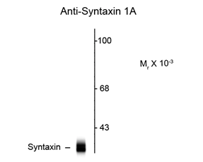 Western blot of rat cortex lysate showing specific immunolabeling of the ~ 36k syntaxin 1A protein using Syntaxin antibody [SP8] (GTX82582).