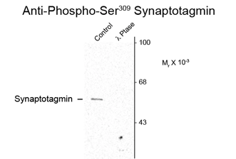 Western blot of rat cortex lysate showing specific immunolabeling of the ~62k synaptotagmin phosphorylated at Ser309 (Control). Phosphospecificity is shown in the second lane (lambdaphosphatase: lambda-Ptase).