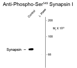 Western blot of rat cortex lysate showing specific immunolabeling of the ~78k synapsin I phosphorylated at Ser549 (Control). Phosphospecificity is shown in the second lane (lambda-phosphatase: lambda-Ptase).