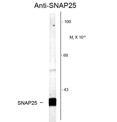Western blot of rat cortex lysate showing specific labeling of the ~25k SNAP25 protein using GTX82597 Western blot of rat cortex lysate showing specific labeling of the ~25k SNAP25 protein using GTX82597