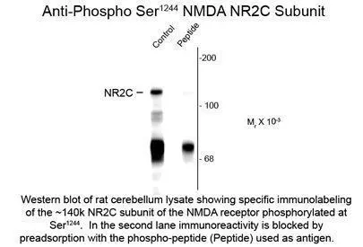 NMDAR2C (phospho Ser1244) antibody NMDAR2C (phospho Ser1244) antibody