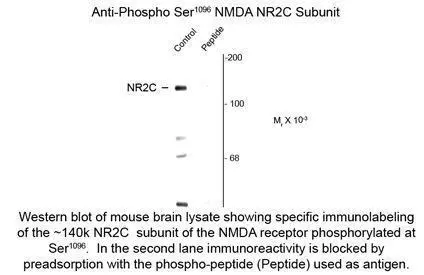 NMDAR2C (phospho Ser1096) antibody NMDAR2C (phospho Ser1096) antibody