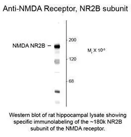 NMDAR2B antibody, N-Term NMDAR2B antibody, N-Term