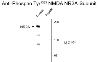 Western blot of rat hippocampal lysate showing specific immunolabeling of the ~180k NR2A subunit of the NMDAR phosphorylated at Tyr1325 (Control) using NDMAR2A (phospho Tyr1325) antibody (GTX82633). The phosphospecificity of this labeling is shown in the second lane where immunoreactivity is blocked by preadsorption with the phospho-peptide (Peptide) used as antigen but not by the dephosphopeptide (not shown). Western blot of rat hippocampal lysate showing specific immunolabeling of the ~180k NR2A subunit of the NMDAR phosphorylated at Tyr1325 (Control) using NDMAR2A (phospho Tyr1325) antibody (GTX82633). The phosphospecificity of this labeling is shown in the second lane where immunoreactivity is blocked by preadsorption with the phospho-peptide (Peptide) used as antigen but not by the dephosphopeptide (not shown).