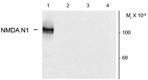 Western blot of HEK293 cells using GTX82637 expressing: 1. NR1 subunit containing the N1 and C2 insert 2,3. NR1 subunit containing the C1/C2 and C2 insert 4. without NR1 expression Western blot of HEK293 cells using GTX82637 expressing: 1. NR1 subunit containing the N1 and C2 insert 2,3. NR1 subunit containing the C1/C2 and C2 insert 4. without NR1 expression
