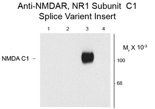 Western blot of HEK293 cells using GTX82640 expressing: 1. without NR1 expression 2,4. NR1 subunits containing only the C2 and N1/C2 insert 3. NR1 subunit containing the C1 and C2 insert Western blot of HEK293 cells using GTX82640 expressing: 1. without NR1 expression 2,4. NR1 subunits containing only the C2 and N1/C2 insert 3. NR1 subunit containing the C1 and C2 insert
